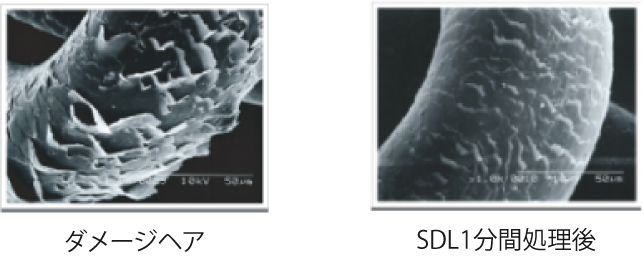 傷んだ髪を新成分ＳＤＬで補修した前後の髪の毛の写真